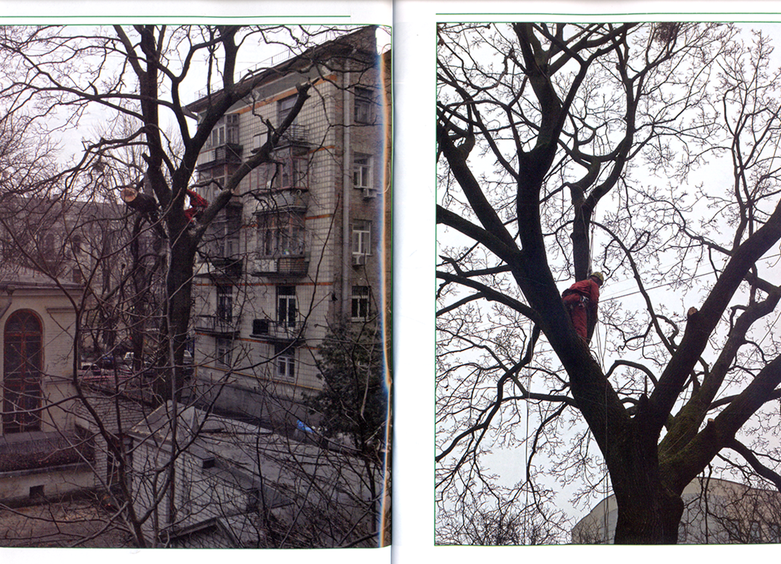Страта дерев у Києві