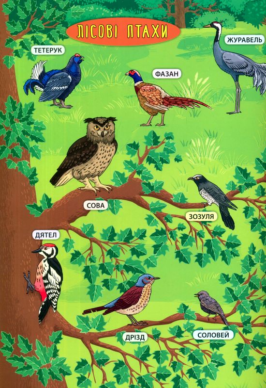Енциклопедія з наліпками. Лісові тварини та рослини. (+ настільна гра)