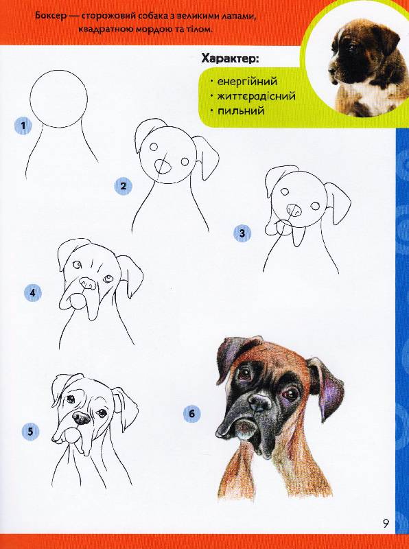 Вчимося малювати собак і цуценят